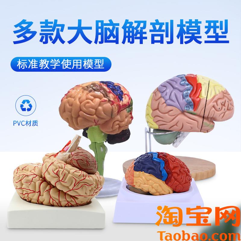 脑模型脑功能区域色分模型v人体大脑解剖模型人脑动脉构造脑神经
