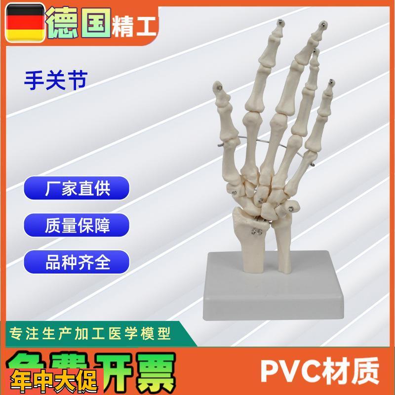人体手关节模型手骨尺骨桡骨骨科医用教学模型