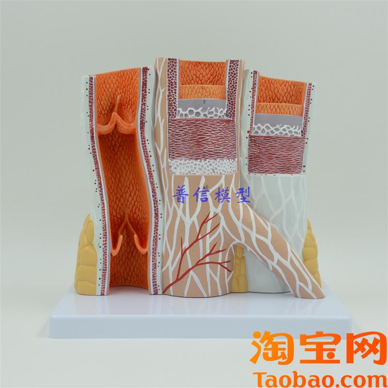原装适用动静脉模型血管模型动脉静脉模型教医用血管解剖模型