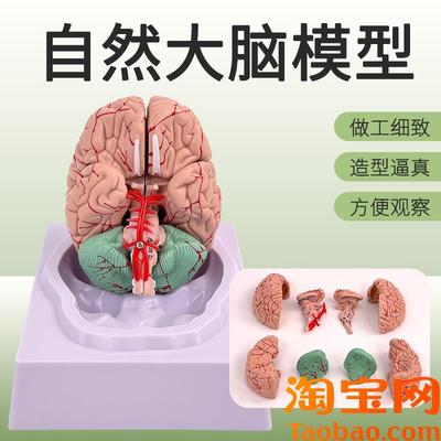 医学脑血管脑动j脉神经科教学模型脑动脉血管颅底人体大脑结构