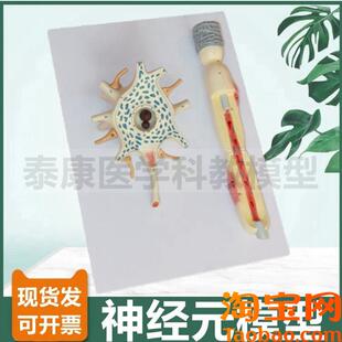 神经细胞模型神经元突触反射弧模型脊髓神S经根中枢脑功能