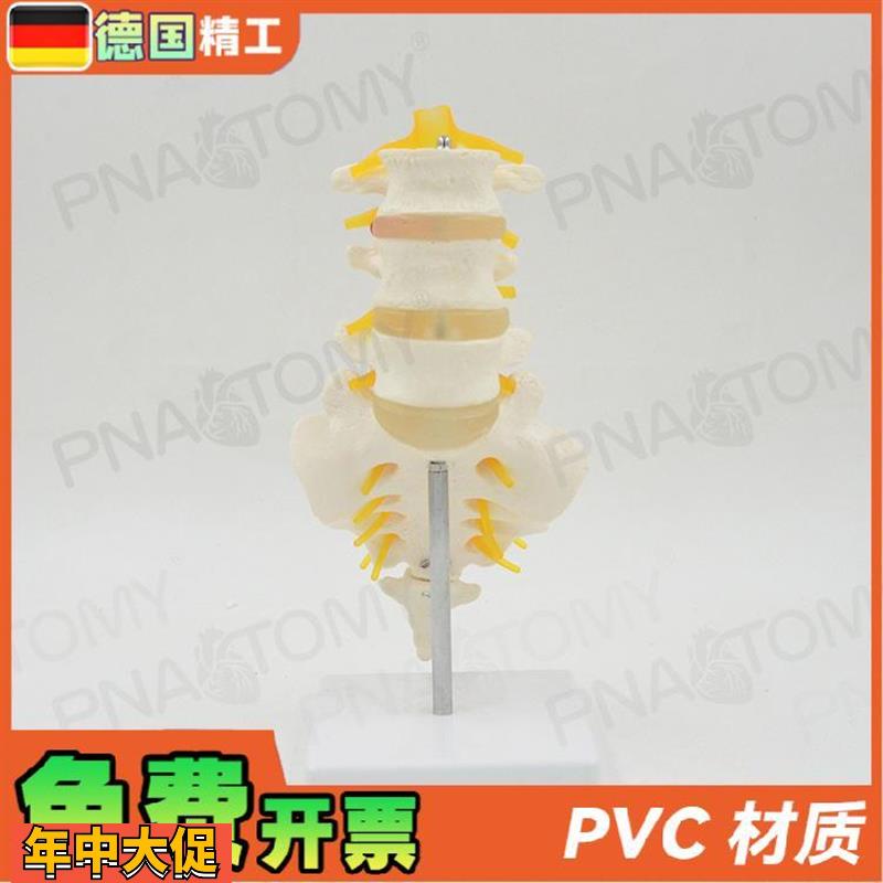 德国】11人体腰椎带尾骨模型椎间盘脊神经骶骨尾椎骨脊椎脊柱