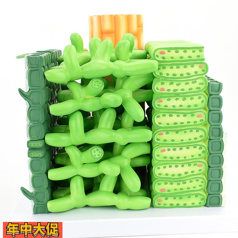 ENOVO颐诺双子子叶结构放大模型植物学农业职业高职教学培训教