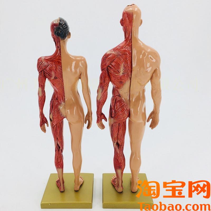 原装适用30cm绘画参考头骨模型半身像医学艺用人体肌肉骨骼解剖结