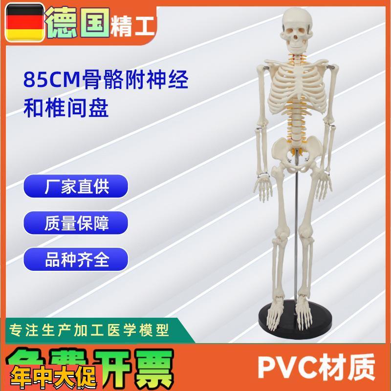 85CM带神经和椎间盘骨骼模型人体骨骼教学模型
