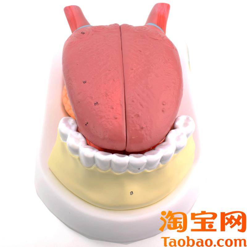 ENOVO颐诺舌附m牙放大模型舌苔结构舌头解剖舌象中医舌象教学舌质