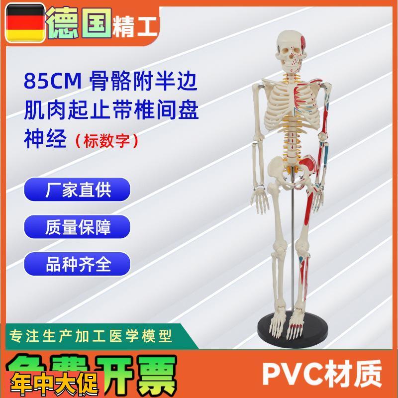85CM附半边肌肉起止带椎间盘神经骨骼(数字标示)医药教学器材