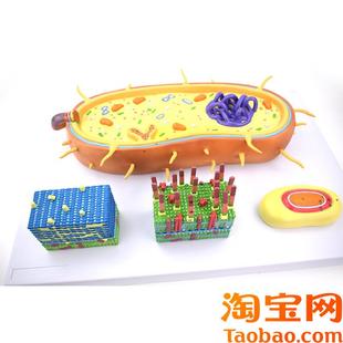 细菌放大模型革兰氏阳性菌革兰氏阴性K菌生物教学器材病原微生