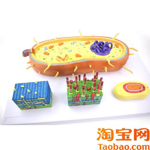 细菌放大模型革兰氏阳性菌革兰氏阴性K菌生物教学器材病原微生