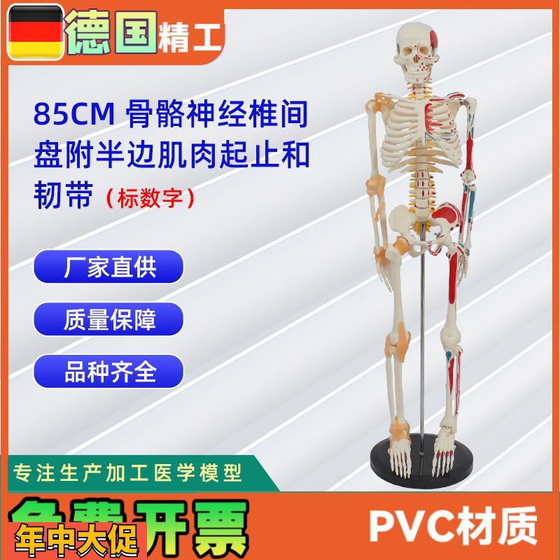 85CM骨骼神经椎间盘附半边肌肉起止标数字和韧带人体骨骼模型教学