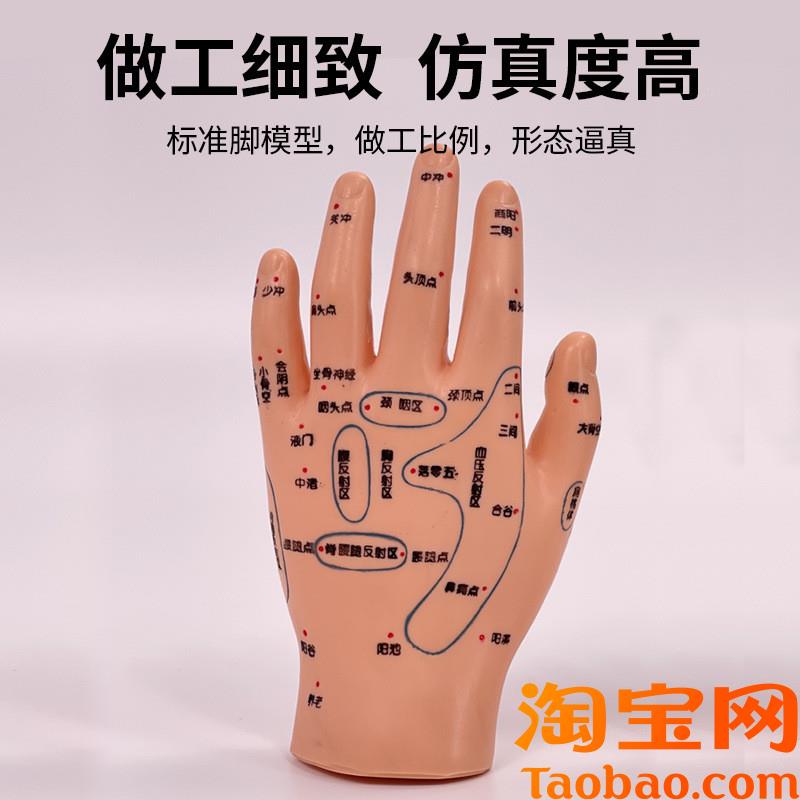 原装适用脚穴位模型足部底耳模耳朵手经络手部推拿针灸足底脚模反