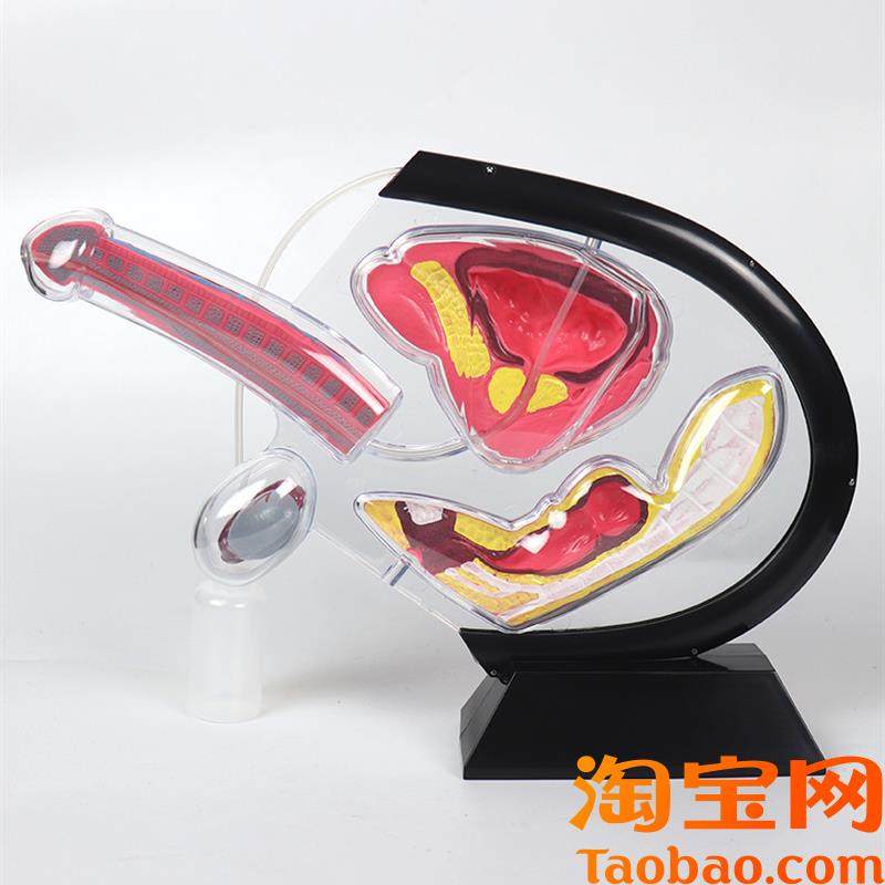 原装适用人体透明子宫模型可视女性生殖解剖模型计划生育展示用品