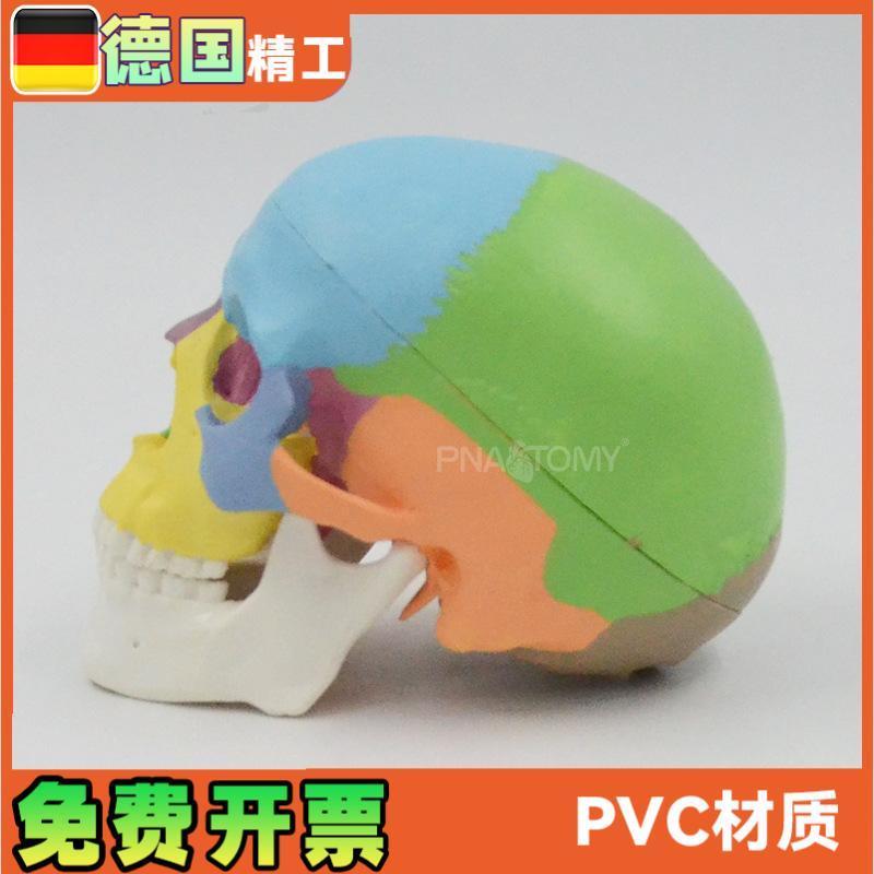原装适用彩色头骨模型可拆3部件口腔美术参考骷髅头解剖教具颅骨