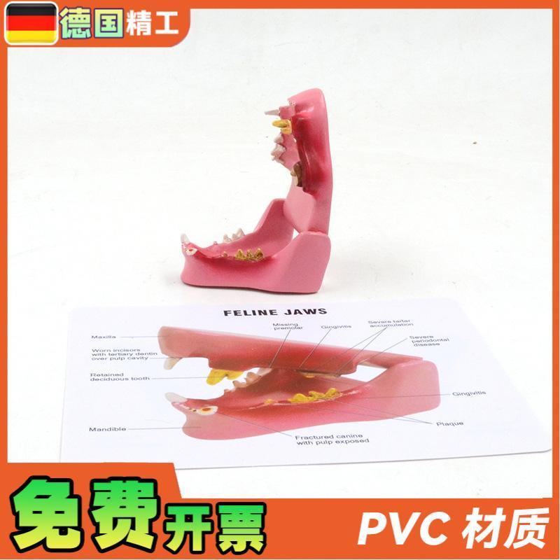 原装适用德国】PNT-2105猫牙模型猫口腔病理口腔猫蛀牙猫解剖猫解