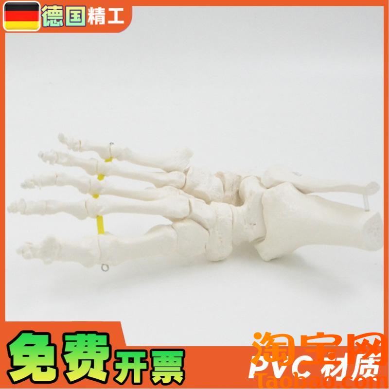 原装适用德国】可弯曲分离脚骨模型踝关节运动康复演示教具1比1仿