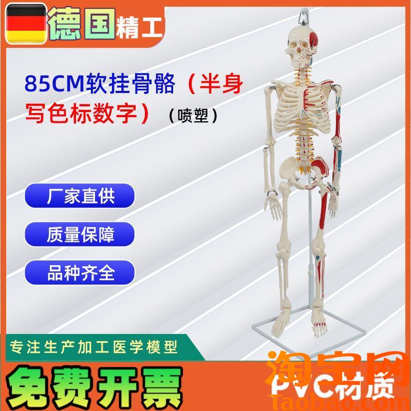 85CM软挂骨骼半身写色标数G字喷塑人体骨骼模型可定