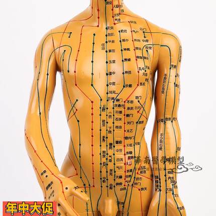 中医针灸穴位图人体模型50cm男模型清晰经络小人体针灸穴位模型