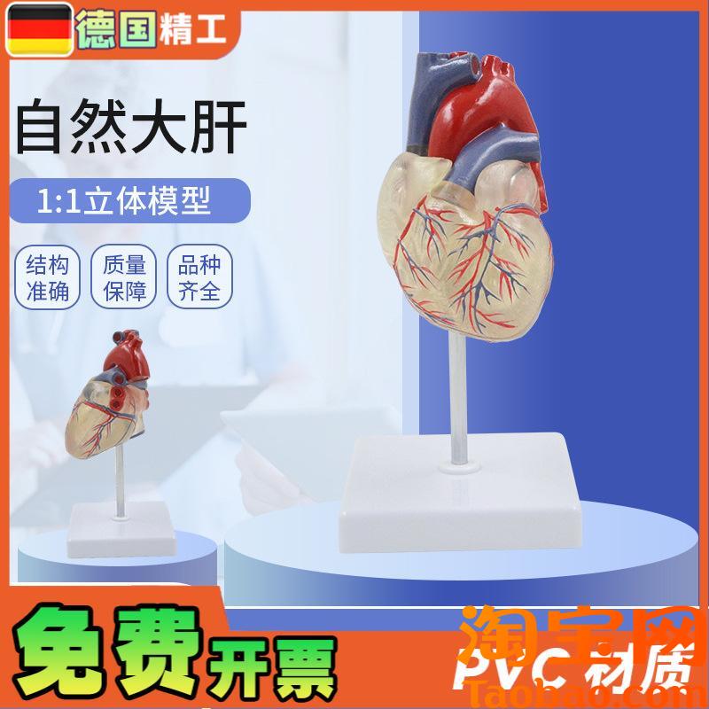 德国】透明心脏模型血管透明肺气管支气管树连心V脏模型透明肺段