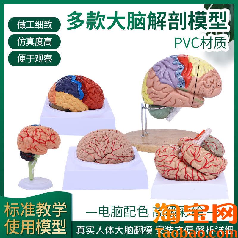脑模型脑功能区域色分模型人体大脑E解剖模型人脑动脉构造脑神经