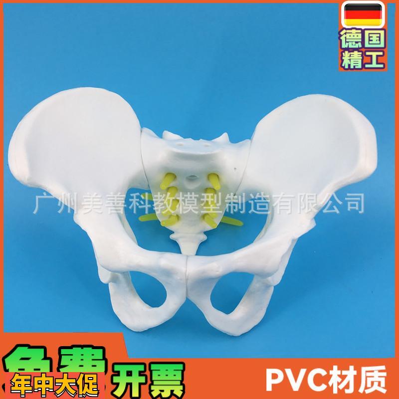 小型女性骨盆妇科检查模型骨盆标本骨盆演示模型女性盆骨模型