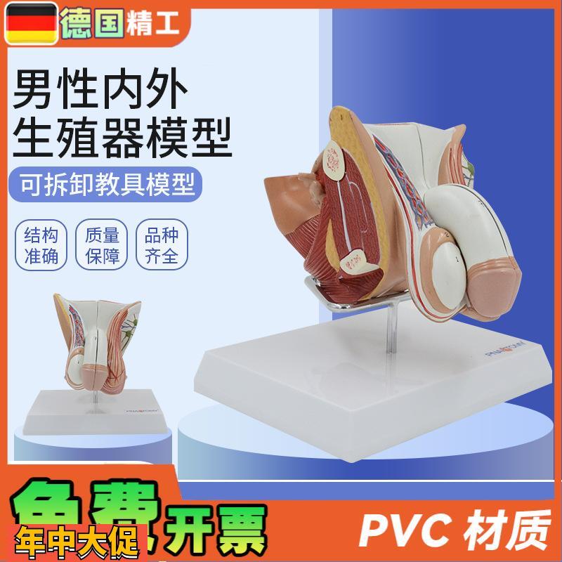 德国】男性生殖模型解剖模型生殖泌尿系统男性内外生殖模型带支