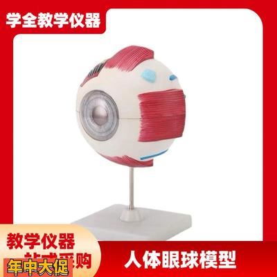 中学实验眼球解剖模型生物模型人体眼球模型眼睛放大模型教学仪器