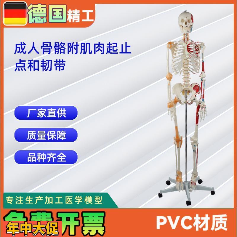 成人骨骼附肌肉起止点和带韧带模型人体骨骼模型教学模型