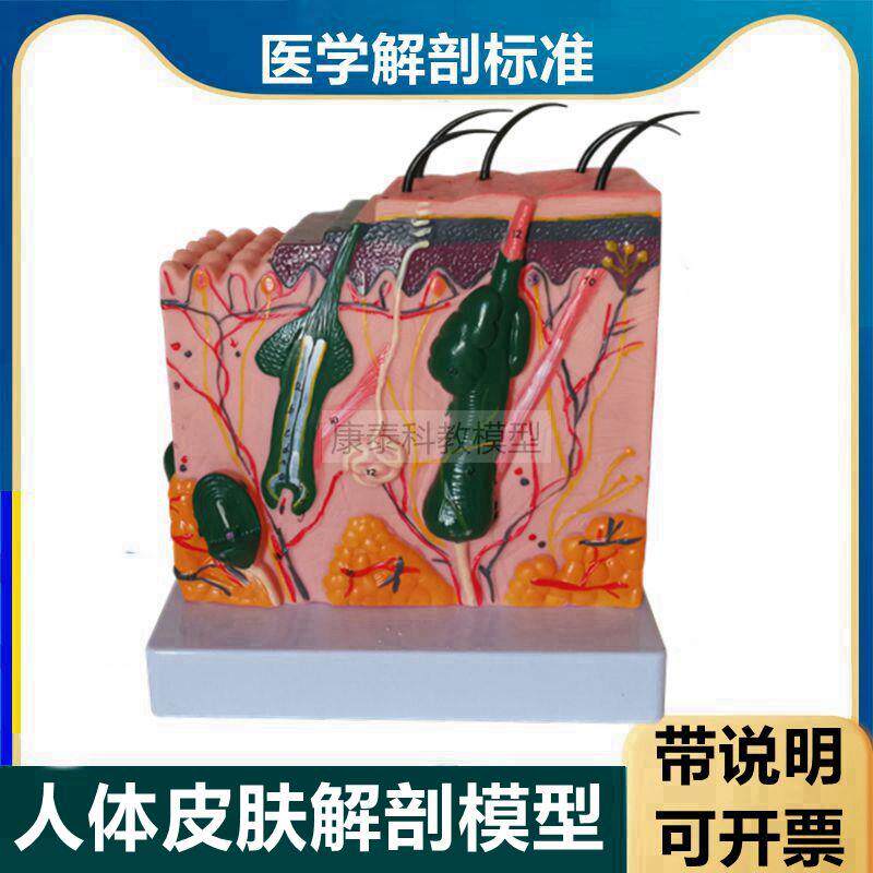 原装适用人体皮肤模型带标识说明皮肤层次结构毛囊皮下组织美容微