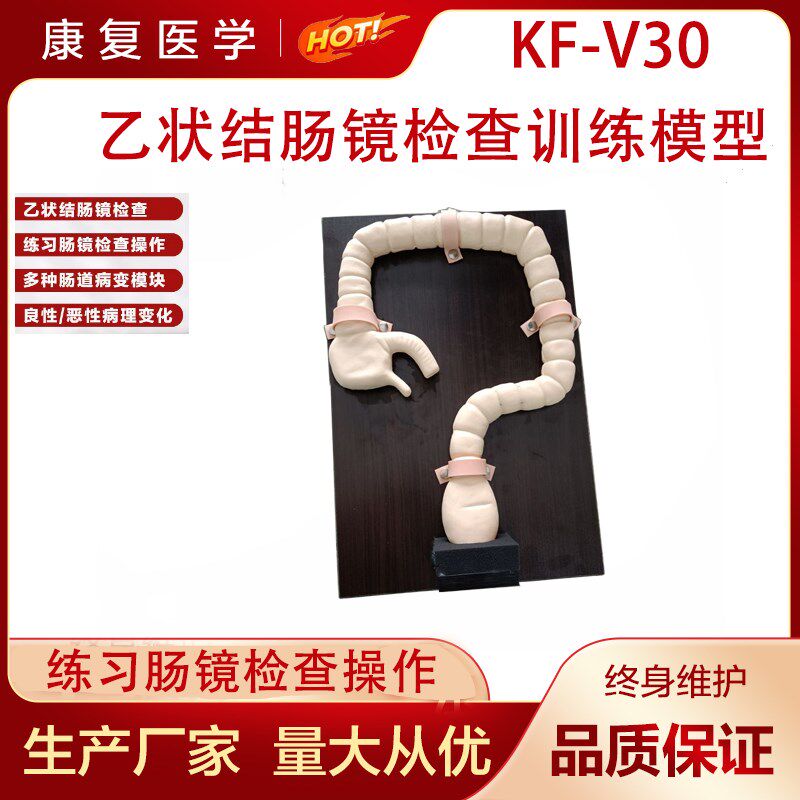 乙状结肠镜检f查模型 肠镜检查演示训练教学模型 自然大肠镜模型