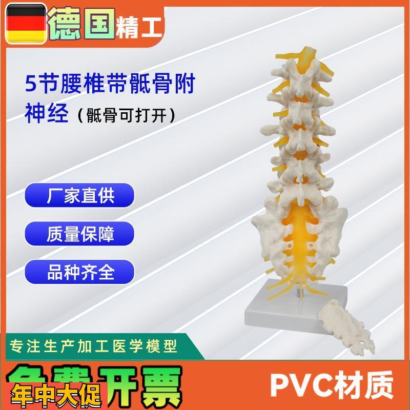5节腰椎带骶骨可打开模型()人体教学讲解模型