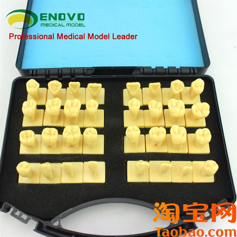 ENOVO颐诺口腔3倍雕牙指导z模型牙颌面口腔教学牙体形态解剖雕刻