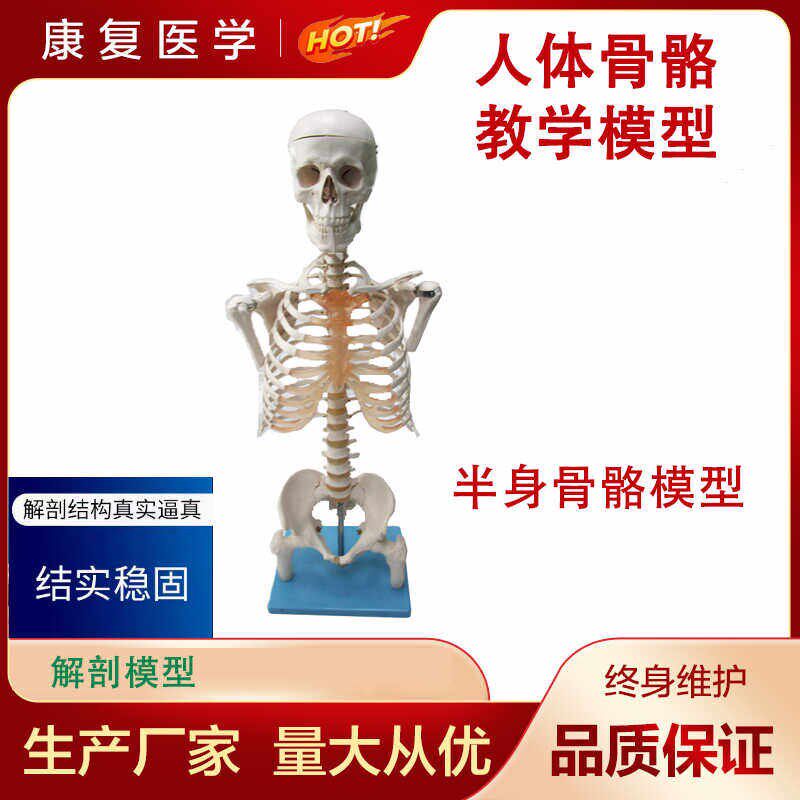半身骨架人体模型成人骷u髅教学模型脊椎模型半身骨骼模型