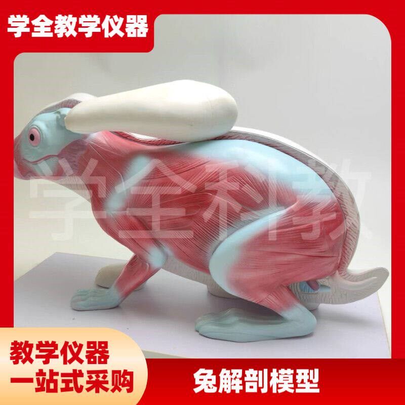 兔子解剖模型立体仿真内脏可拆卸拼装皮肤骨骼头骨透明Z牙齿生物