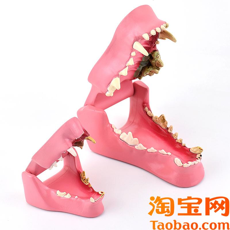 ENOVO颐诺狗牙猫牙解剖犬齿猫科动物口腔M牙齿正常病理模型动物宠