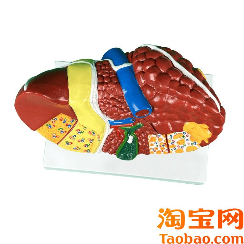 人体肝脏解剖模型肝脏结构模型仿真肝胆胰脾肾心X脏血管内科学