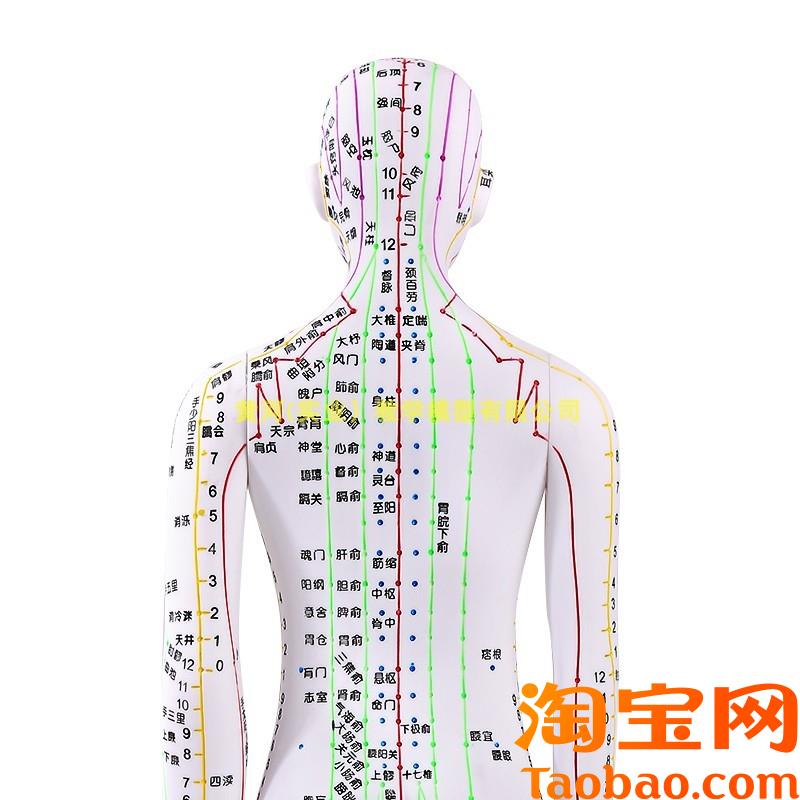 原装适用62CM彩色针灸穴位人体模型经络穴位模特图全身中医十二扎