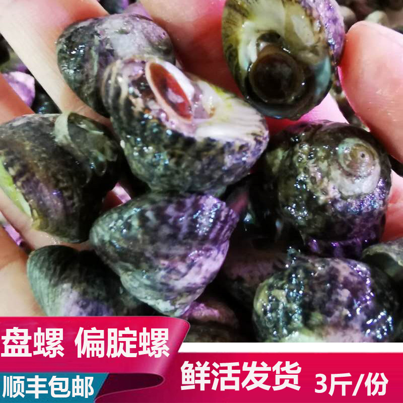大连海鲜海货新鲜鲜活大盘螺偏腚螺小海螺3斤顺丰空运包邮