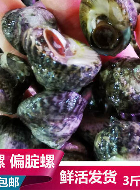 大连海鲜海货鲜活盘螺偏腚螺