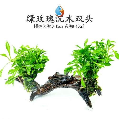 水草种类多少钱 水草种类价格 小麦优选