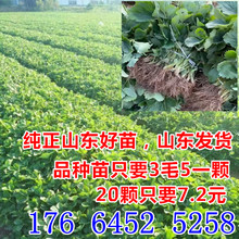草莓秧苗 四季盆栽脱毒草莓苗 圣诞红红颜章姬南北方种植当年结果