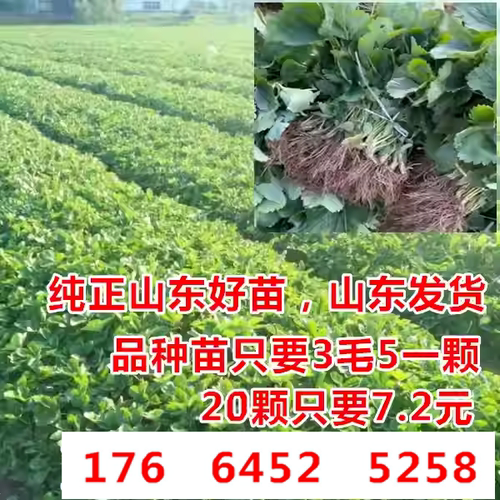 草莓秧苗 四季盆栽脱毒草莓苗  隋珠章姬圣诞红红颜 当年结果