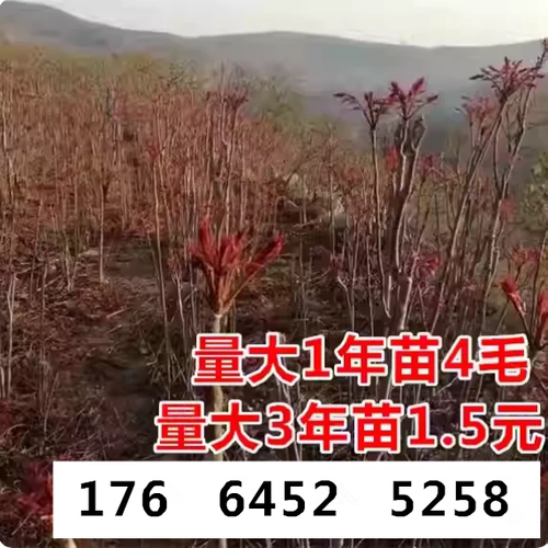 泰山红油香椿苗果树苗可盆栽地栽当年可食用大棚矮化红芽香椿树苗
