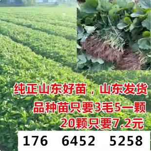 草莓秧苗 四季盆栽脱毒草莓苗  隋珠章姬圣诞红红颜 当年结果