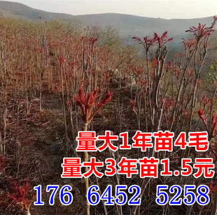 泰山红油香椿苗果树苗可盆栽地栽当年可食用大棚矮化红芽香椿树苗