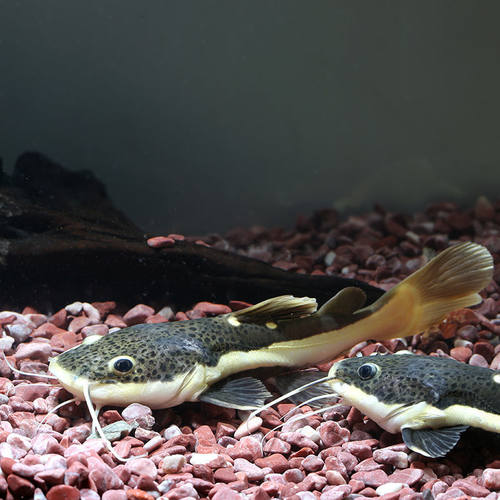 热带鱼凶猛肉食价格 热带鱼凶猛肉食图片 星期三