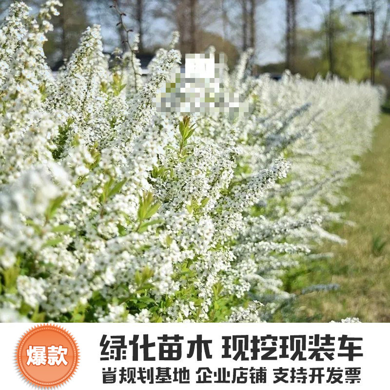 Edelweiss 雪柳手球花鲜切顺丰包邮基地直发雪柳小手球水培枝条 买米券