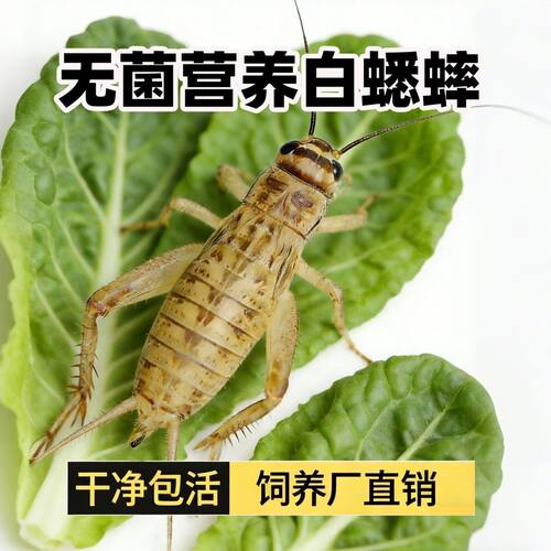 白蟋蟀蛐蛐活体饲料蜥蜴守宫蜘蛛树蛙龙鱼鸟类龟类蟋蟀广东批发