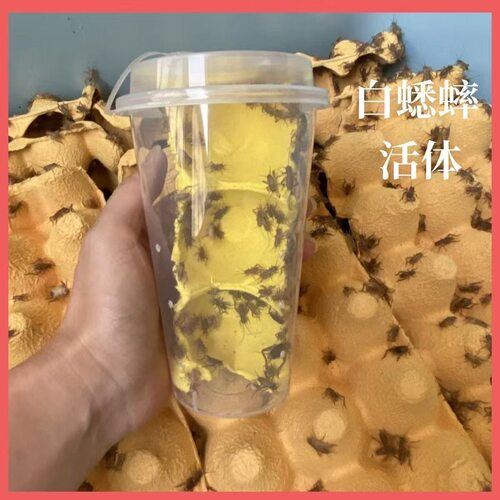 蛐蛐白蟋蟀活体饲料活物活虫爬宠鱼鸟活食针头蟋蟀油葫芦