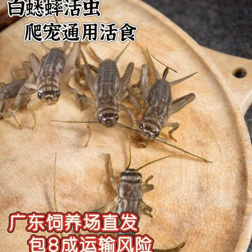 活体白蟋蟀针头蛐蛐螳螂鬃狮蜥蜴树蛙角蛙姥爷饲料豹纹守宫活食物
