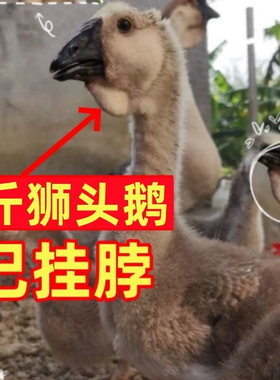 汕头澄海狮头鹅苗正宗狮头鹅苗特大纯种正宗狮头鹅活苗狮子头宠物